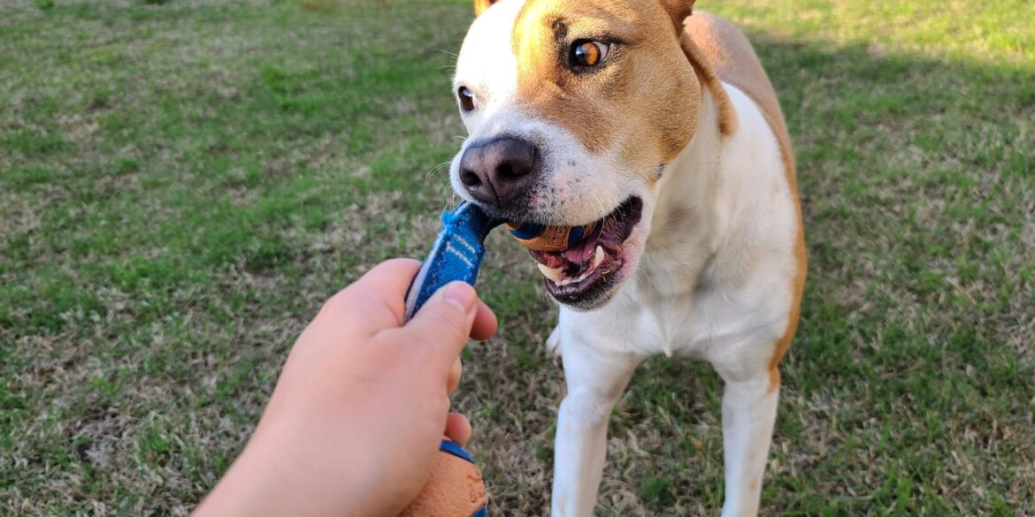 pexels photo 4119784