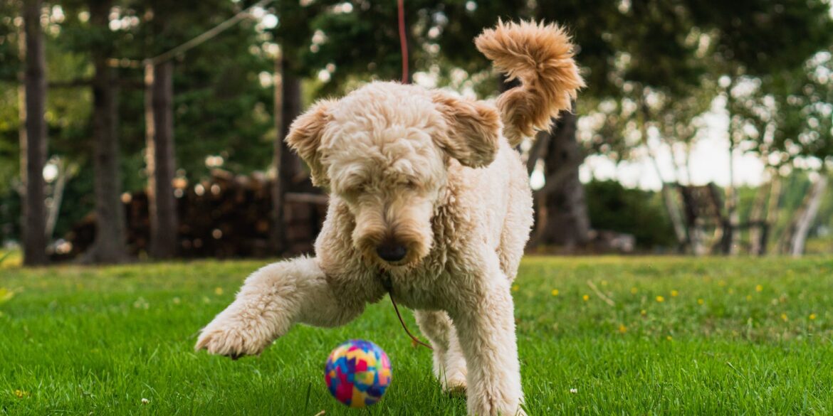 pexels photo 9376756