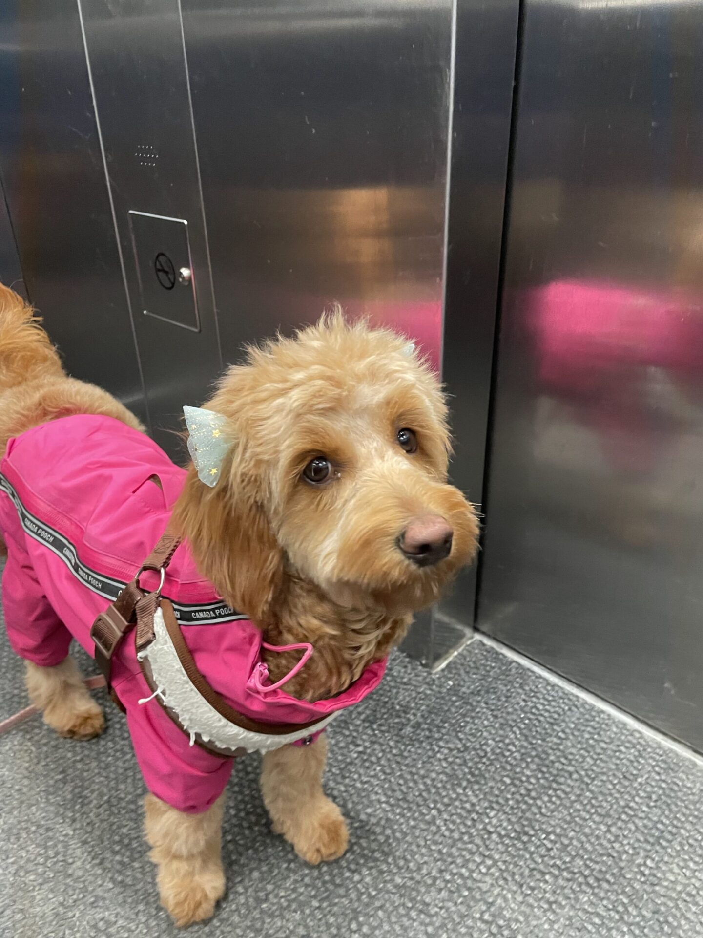 The best training treats for Goldendoodles, image of Leia the Goldendoodle