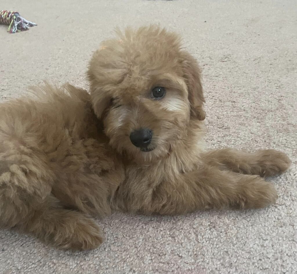 F1 Goldendoodle puppy image