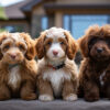 Doodle dog colors, a Labradoodle, Sheepadoodle, and Bernedoodle puppy sitting on sidewalk