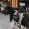 Psychiatric Service Dogs